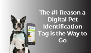 Graphic text 'The #1 Reason a digital pet identification tag is the way to go'